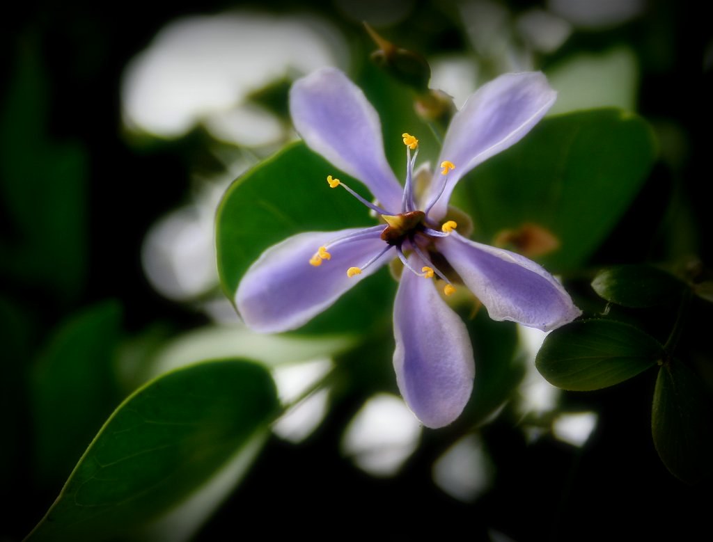 Lignum Vitae Flower National Flower of Jamaica. This one