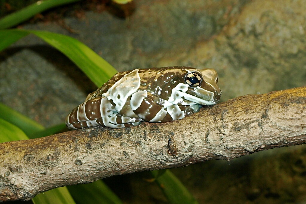 Amazon Milk Frog Amazon Milk Frog part of the "Frogs A … Flickr