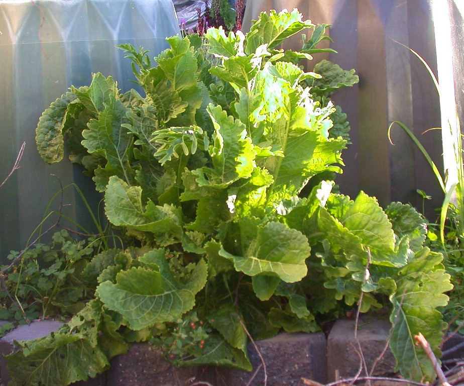 Horseradish040120097966 Horseradish graibeard Flickr