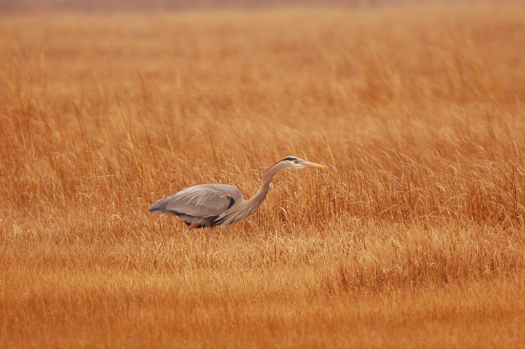 Hungry 3... Oyster Rocks Road, Milton, De. Near Lewes. Ben Tebbens