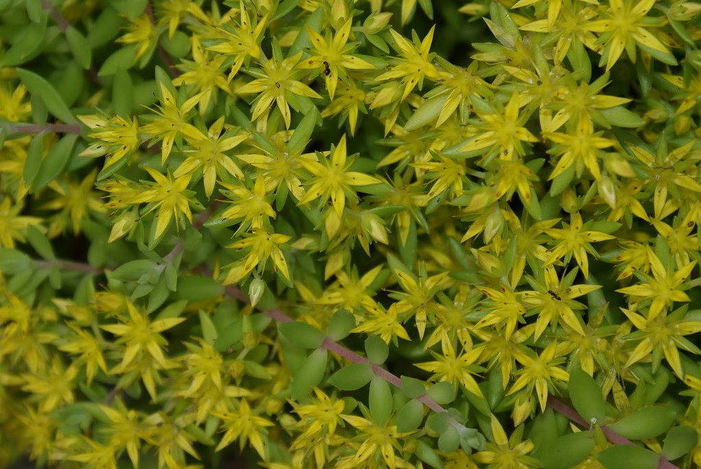 Secret Garden Tour Mahopac NY Michael Salerno Flickr