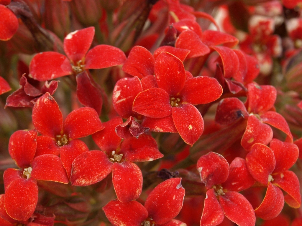 Red flowers more closer shot for red small flowers in a ga… Salah