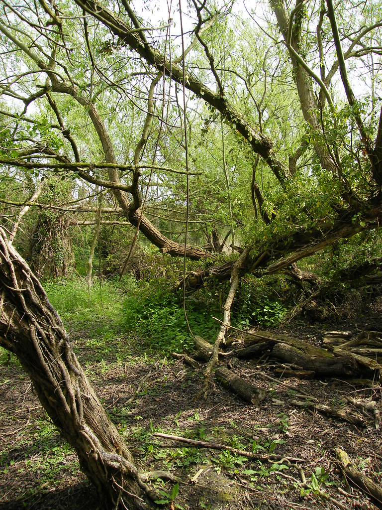 Wildlife Trusts, Norwood Road March Camb's UK.217a Flickr