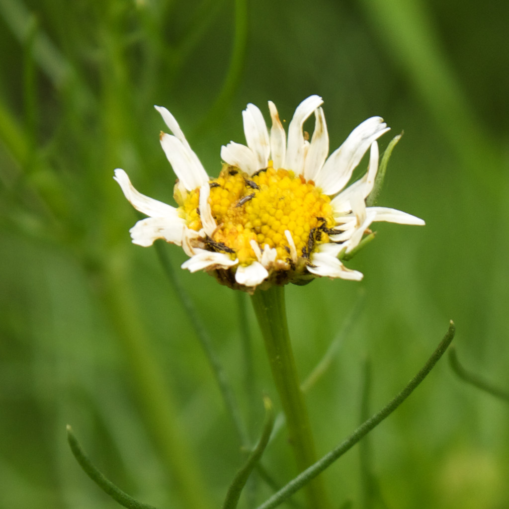 Mayweed 24 Also called stinking chamomile, dog fennel, hor… Flickr