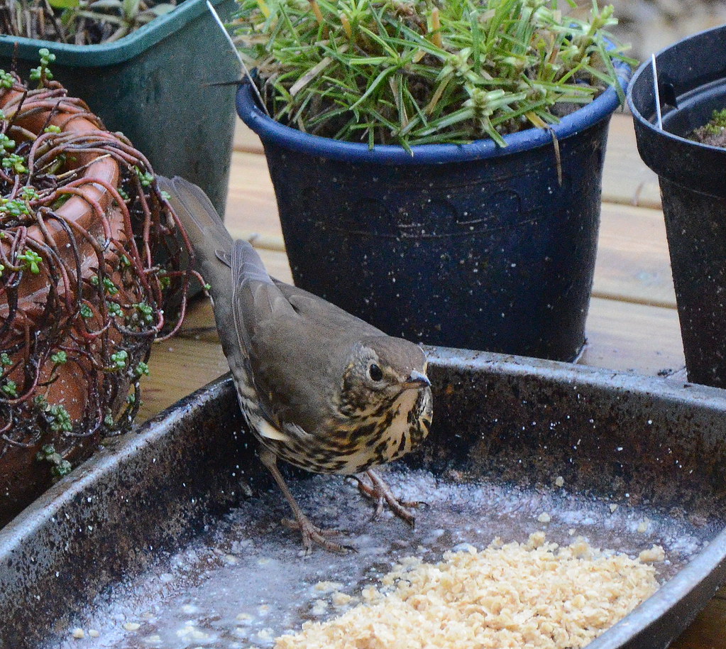 Birds love the Porridge Oats Al Flickr