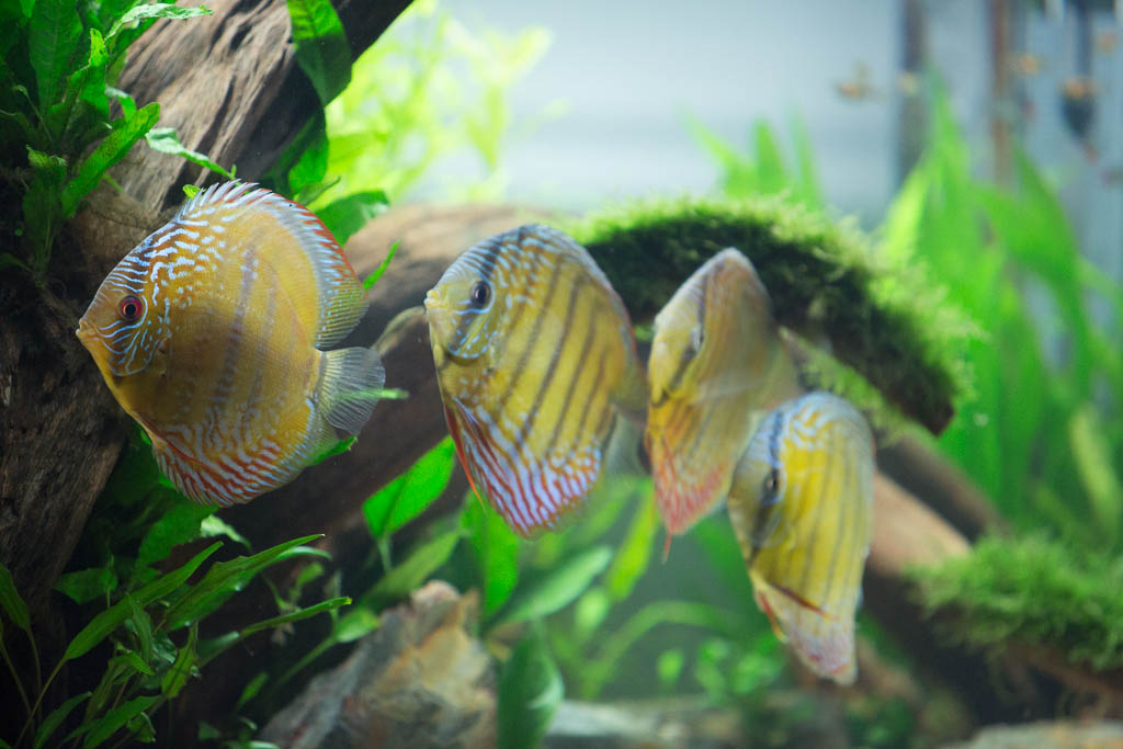 Planted Community Discus Tank Wild Discus Day 1 scubagolfa Flickr