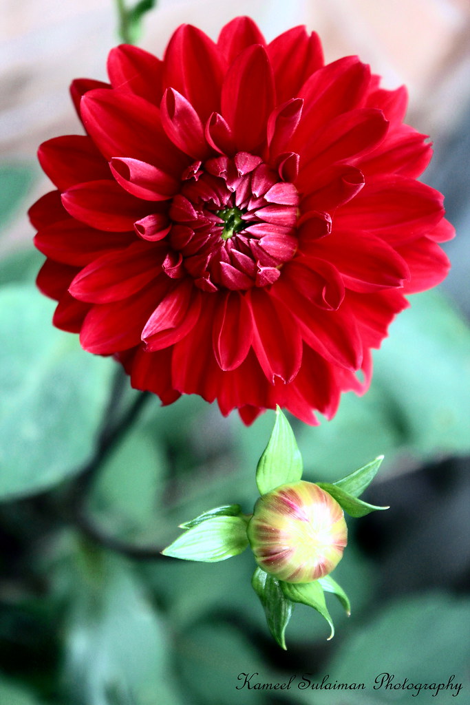 IMG_7159a ADALIA FLOWER DAY BY DAY. Kameel Sulaiman Flickr