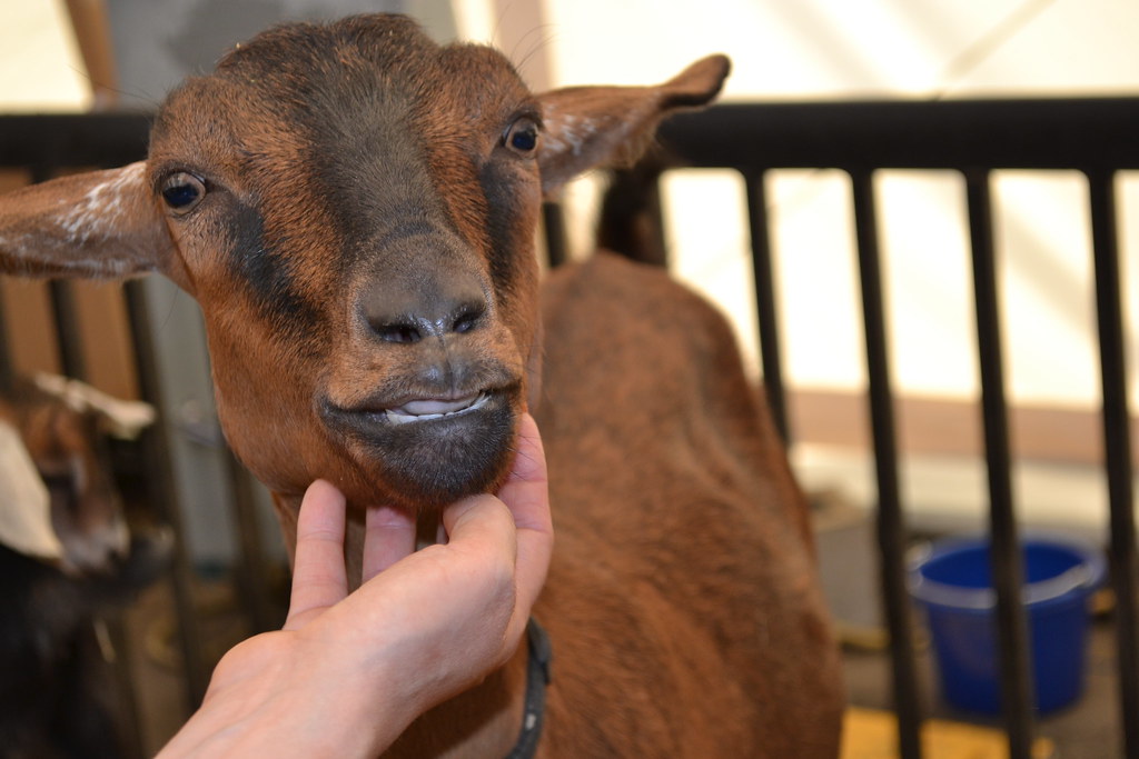 River Birch Farms Goats are a great addition to your homes… Flickr