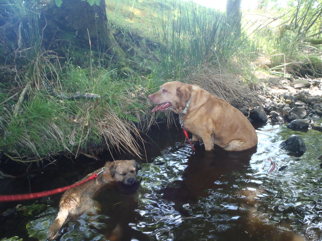 Dogs cooling down It was a very hot day so the dogs enjoye… Martin
