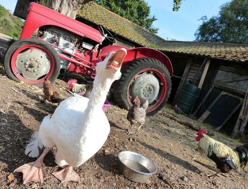 My Tractor!! Jacobs farm Heybridge Essex Heybridge Maldon … enviro
