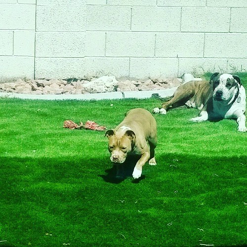 Horn Dogs! HustleorNothingisTheMovement HornDogs get it … Flickr