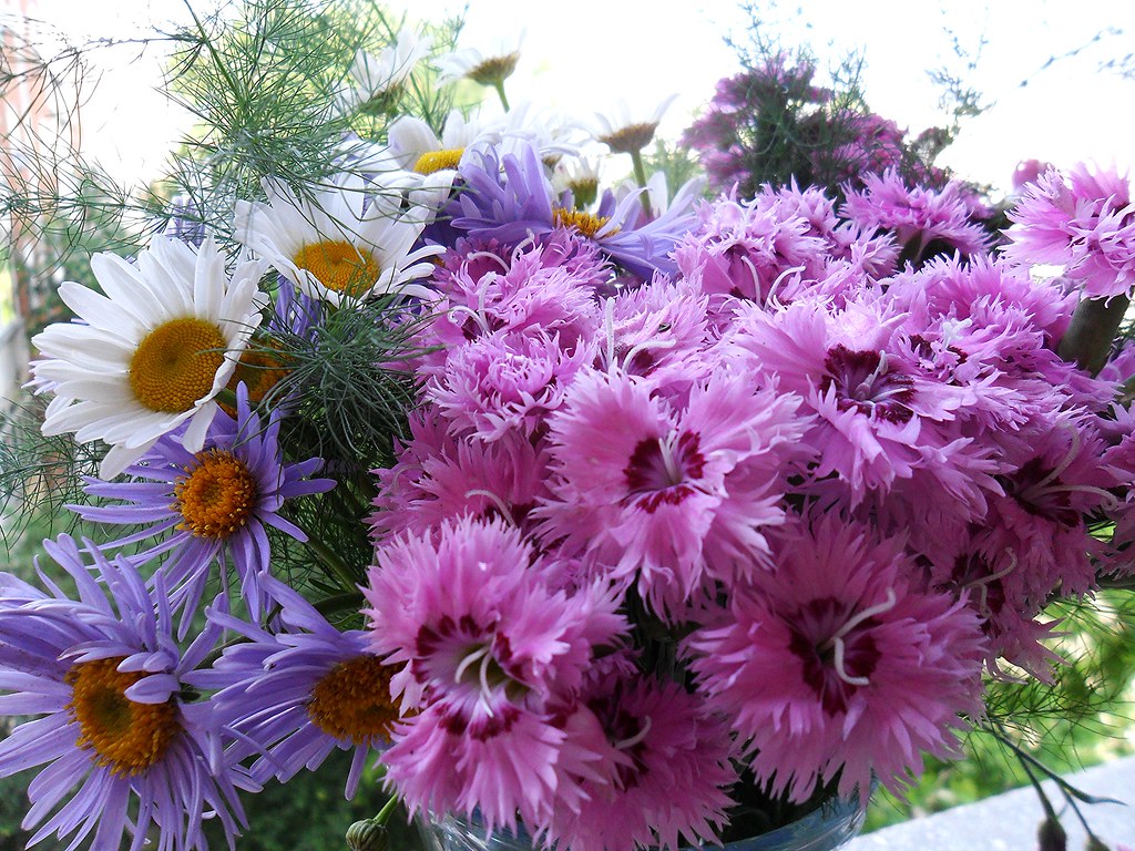 Wild flowers from the garden..(explore 215) the wonders o… Flickr