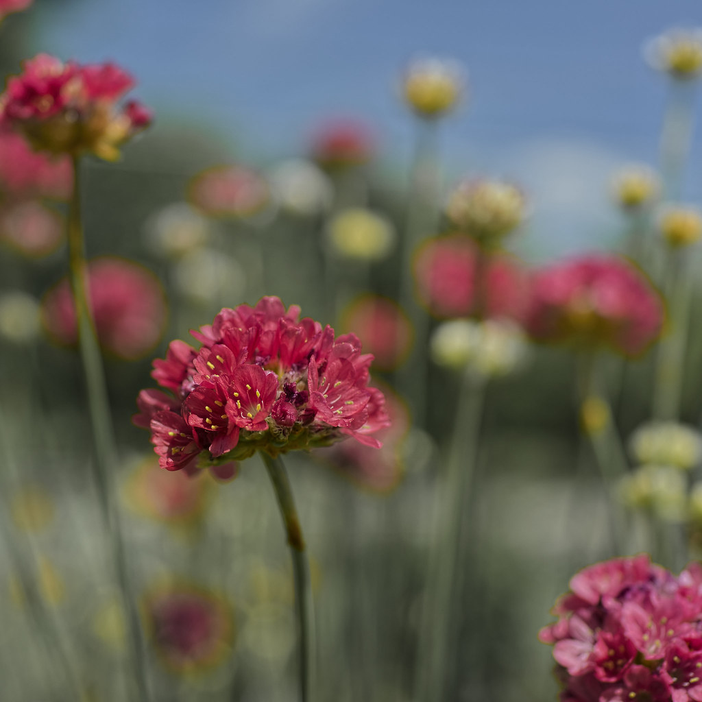 At White Flower Farm 20130601_24_white_flower_farm David F. Panno