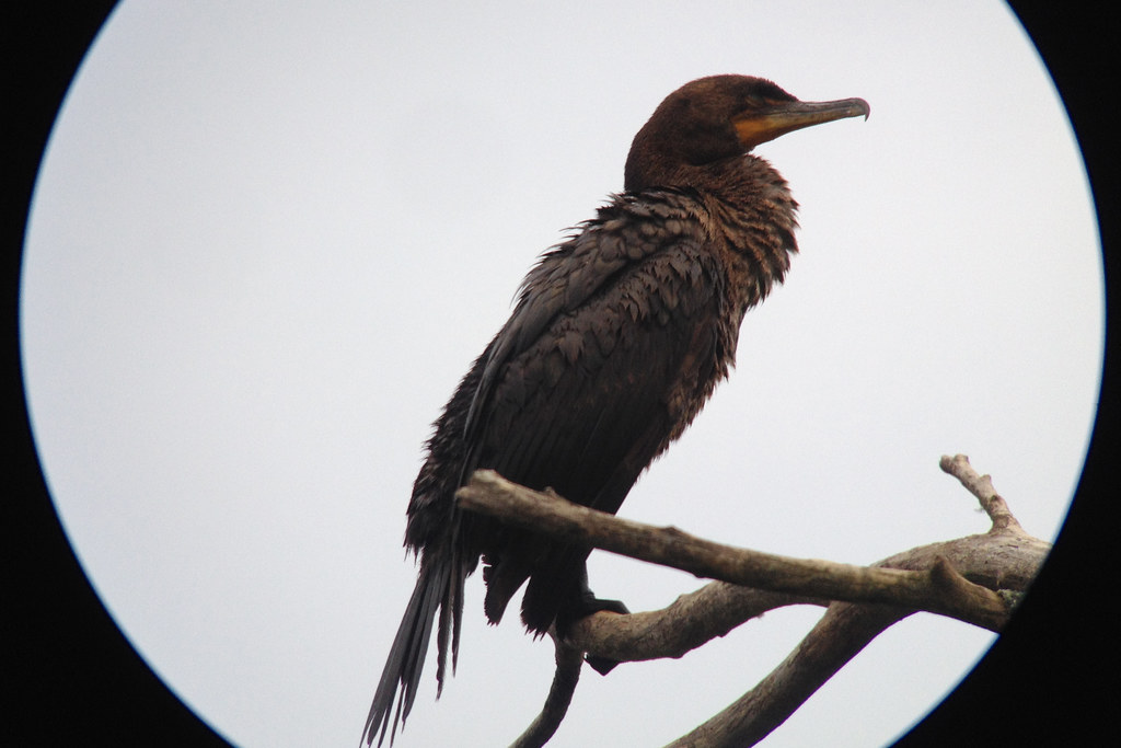 Double crested Cormorant Lower Mill Pond, Easthampton, MA,… Flickr