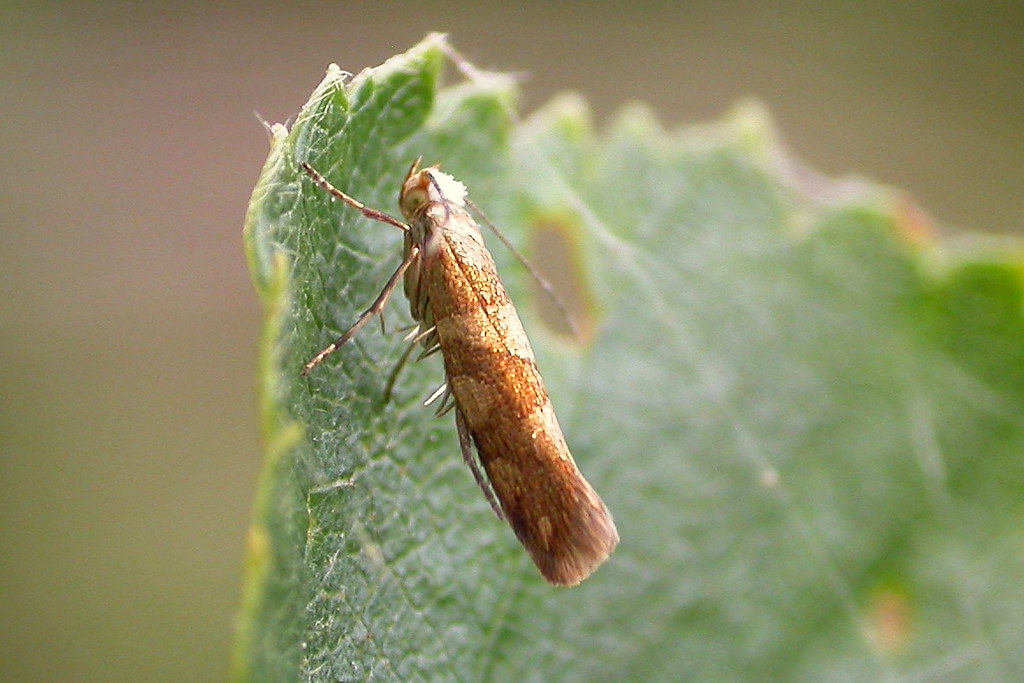 20.011 BF410 Argyresthia brockeella Astley Moss, Lancs 2… Flickr