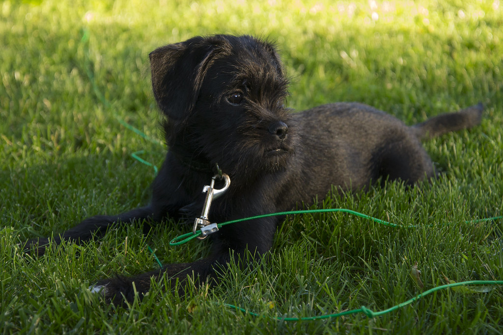 DTA_9128r Puck a Shih Tzu, Cocker Spaniel, Poodle mix pupp… Chris