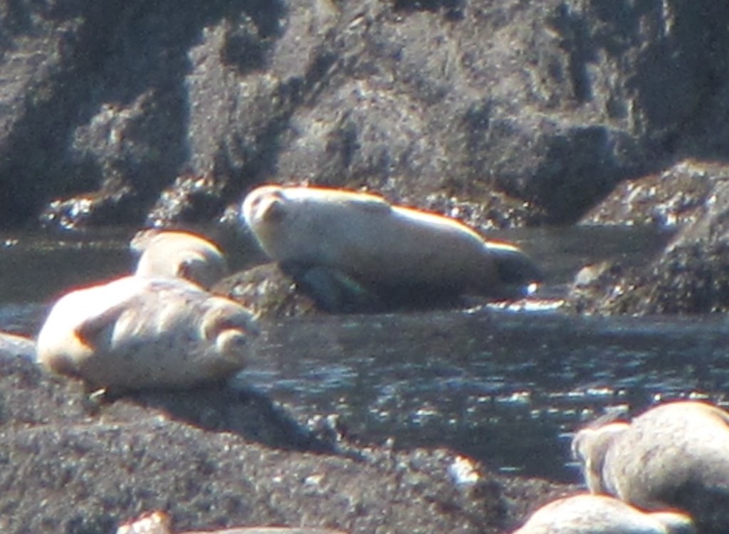 Washington Whale Watching TourAnacortes ariel817 Flickr