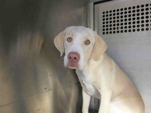 City of Garland Animal Shelter Tel 9722053570 ext 2 th… Flickr