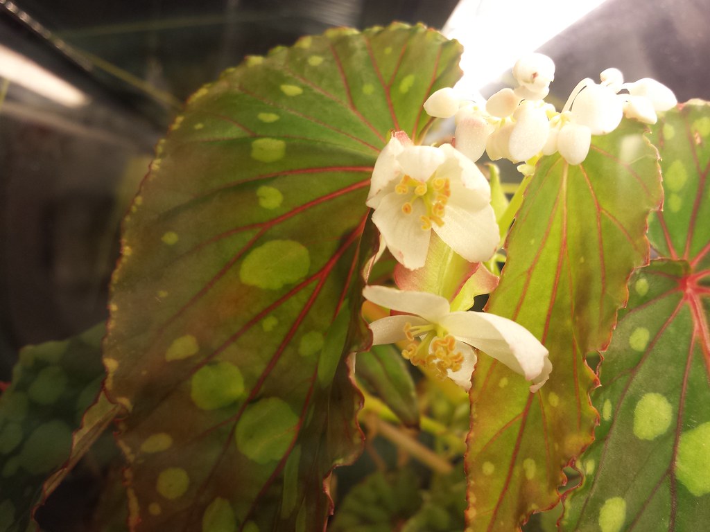 Begonias, Terrarium Culture Flickr