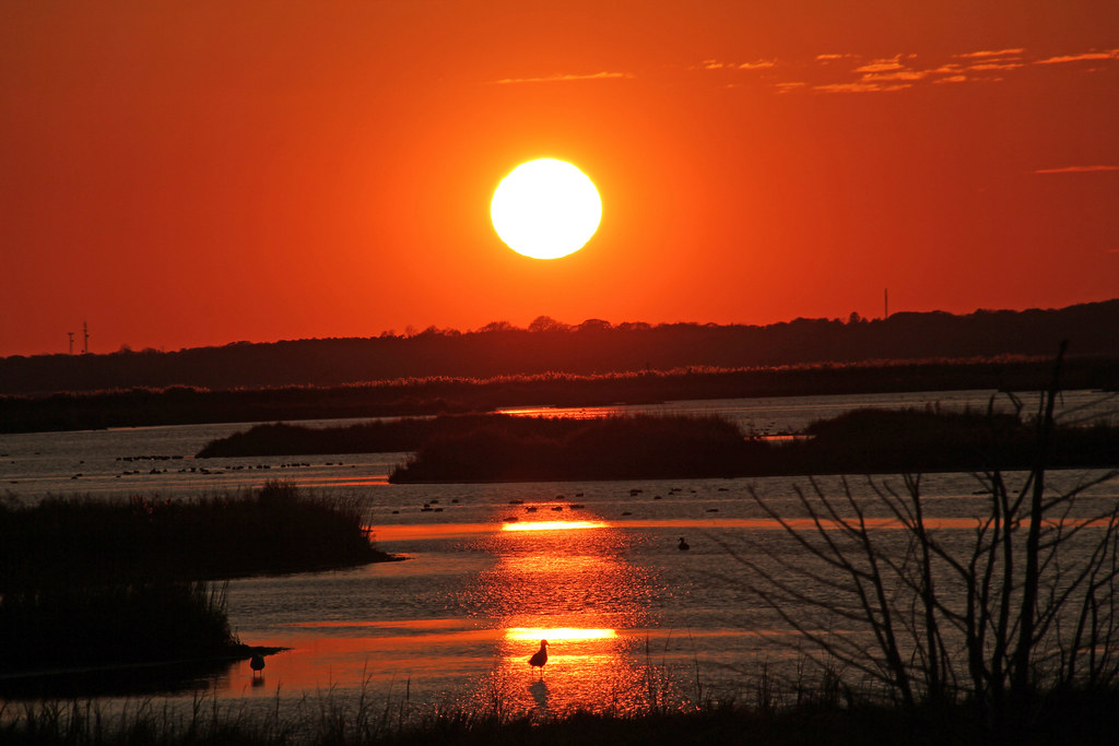 Edwin B. Forsythe National Wildlife Refuge Absecon, NJ Christine