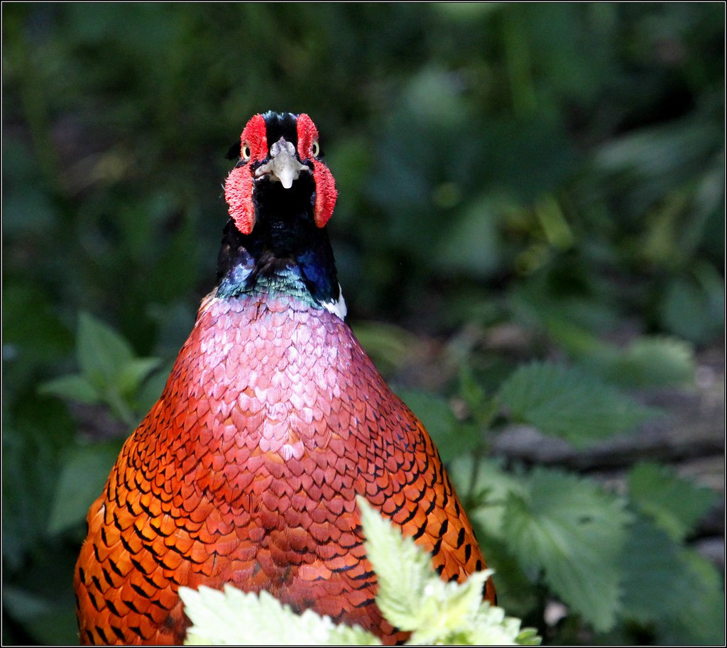 Hillers Bird Hide Dunnington Alcester Old photos 010613©Li… Flickr