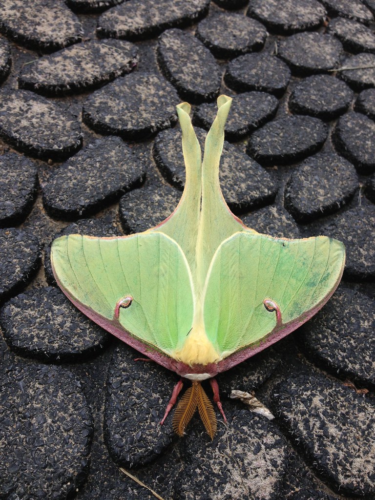 Elevation of Church Rd, Orrtanna, PA, USA Topographic Map Altitude Map