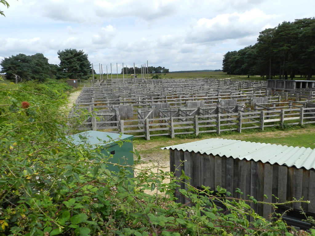 Pony Sales Yard Beaulieu Graham Tiller Flickr