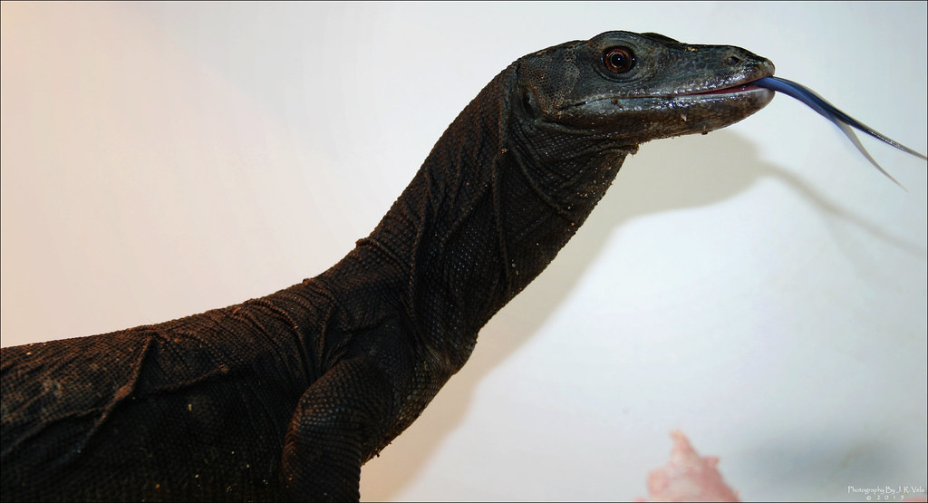 7/1/2015 BDVS1 Male Black Dragon Varanus Salvator Male Bla… Flickr