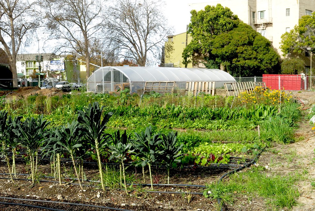 urban farm Oakland Daily Photo Flickr