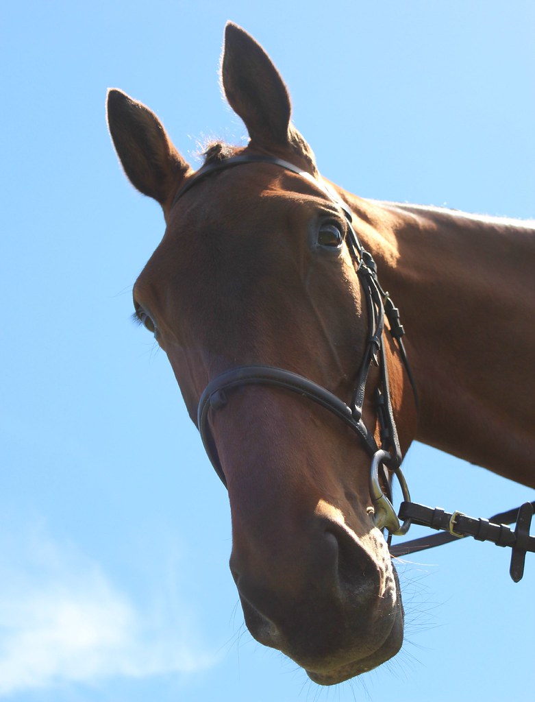 Equine Trader Vetpro Photo of the Week Christina Bird Flickr