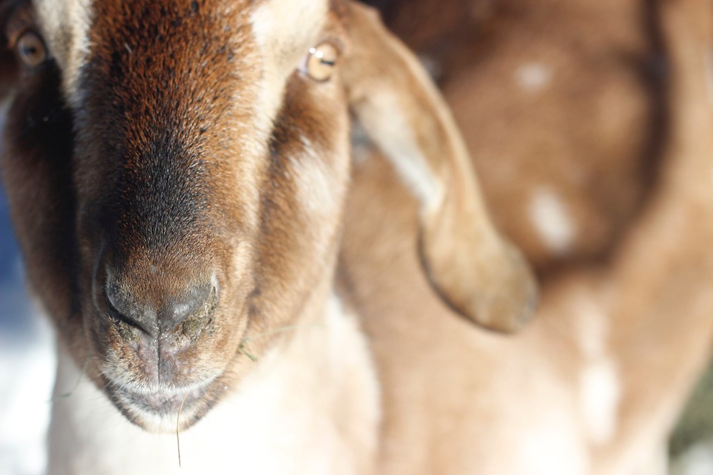 Untitled calvin Laughlin Flickr