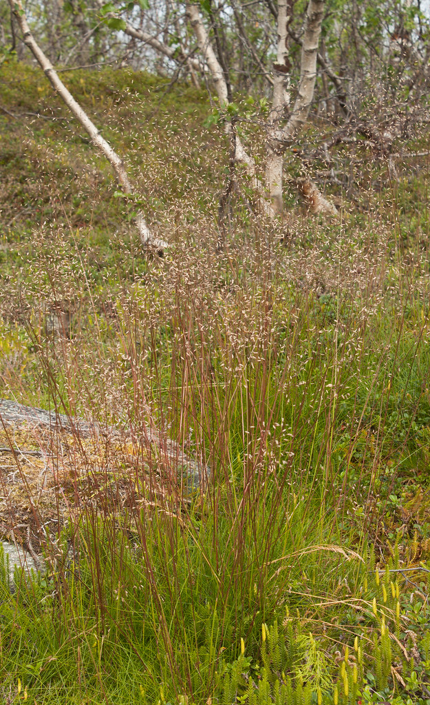 Wavy Hairgrass (Deschampsia flexuosa) Abisko, Sweden Chris Kirby