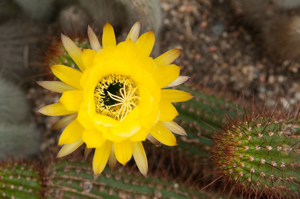 Flowering cacti in the Princess of Wales Conservatory Flickr