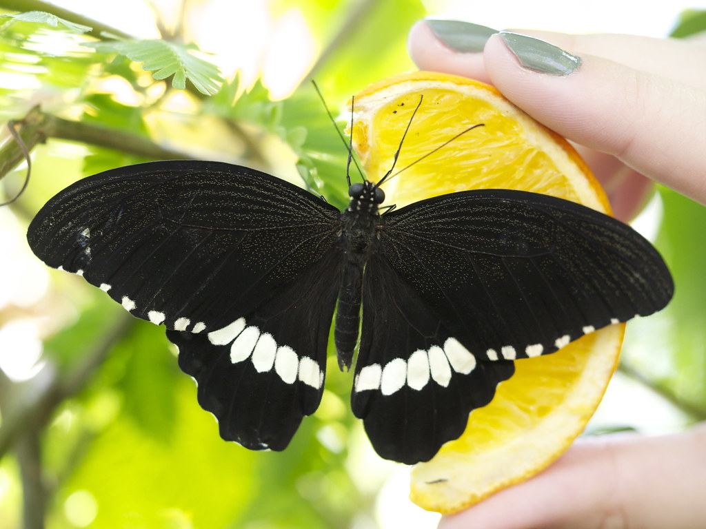 Butterfly Part of the Butterfly exhibit at Ottawa's Carlet… Flickr