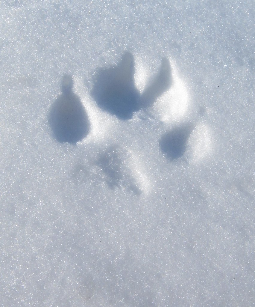 Coyote Track. Montana a photo on Flickriver