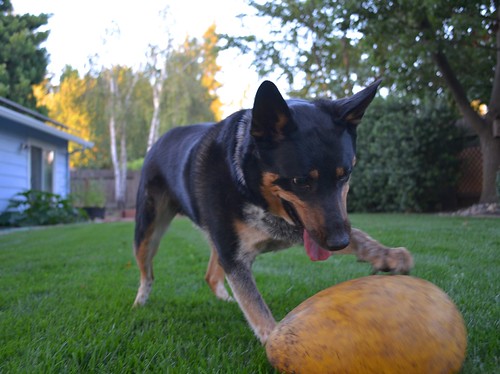 Happy Dog and Jolly Egg Playing with his Jolly Egg, a grea… Flickr