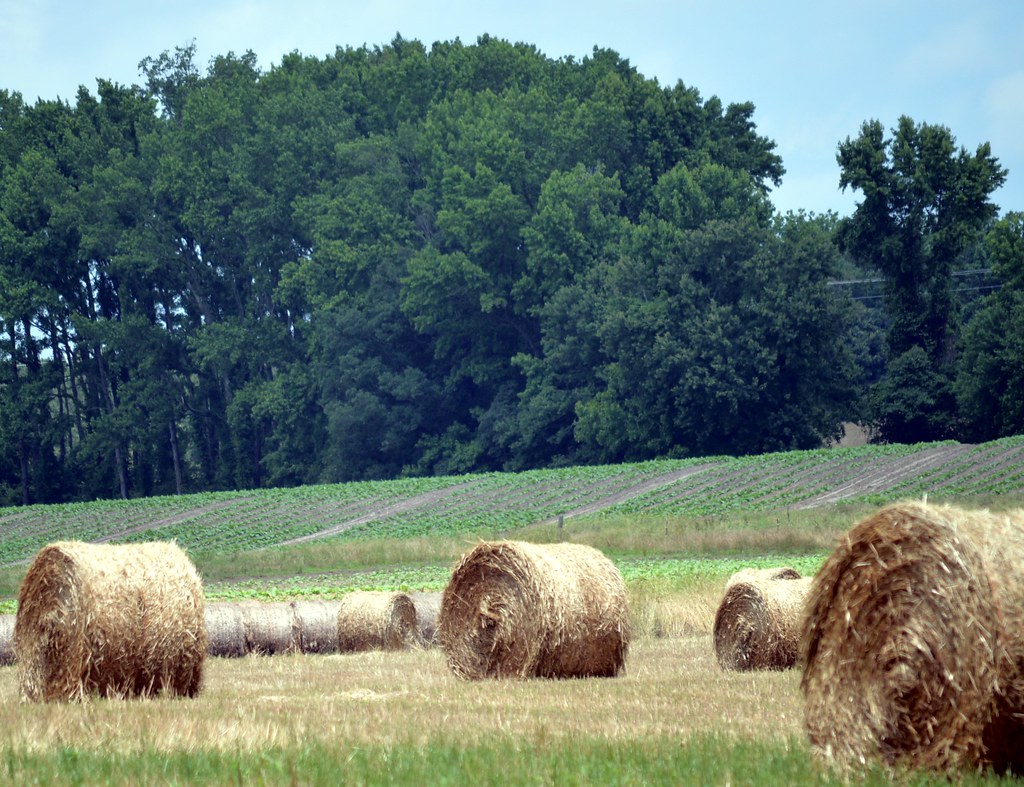 Hay and 'baccer Fields near Carthage, North Carolina. The … Flickr