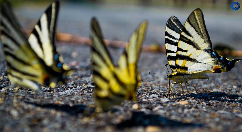 DSC_08312 Hey ladies ) Ardelean Adrian Flickr