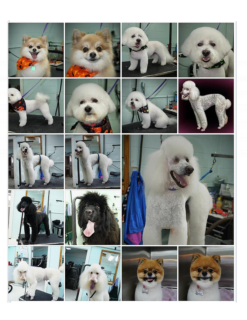 Patti's Pet perfection My grooming , my best friends !!! Flickr