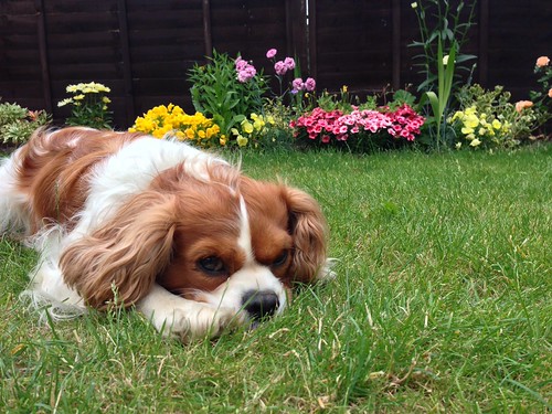 Albert Cavalier King Charles Spaniel Glen Bowman Flickr