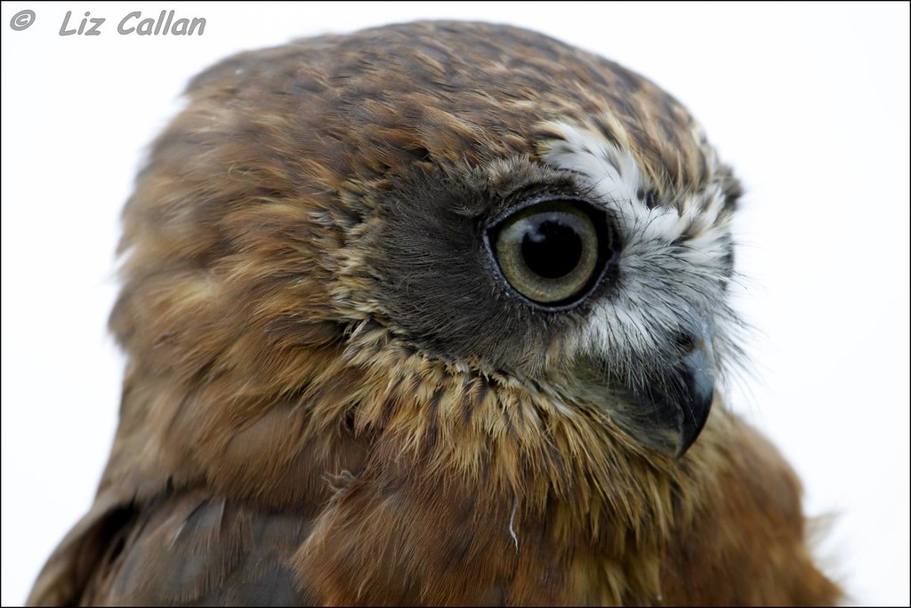 Doxey Marshes Owl Buzzard Kestrel Shoot Staffordshire 2508… Flickr
