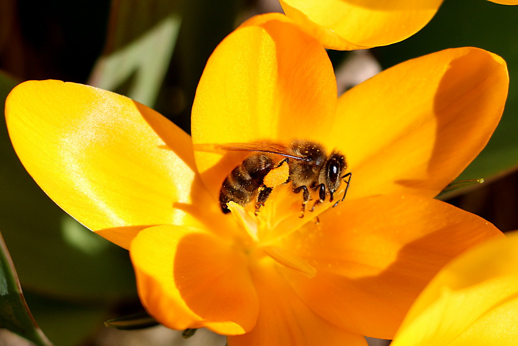 Abeille et son pollen de crocus Malmont2012 Flickr