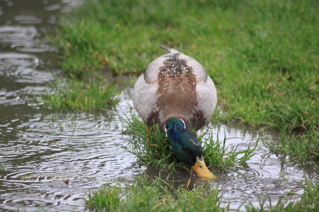 Mallard Duck in Hyde Park, London ©Kristian BruntSeymour Flickr
