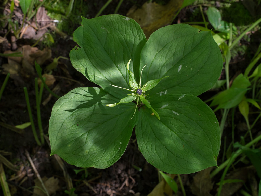 Cottingwood Herb Paris This plant was discovered during Tu… Flickr