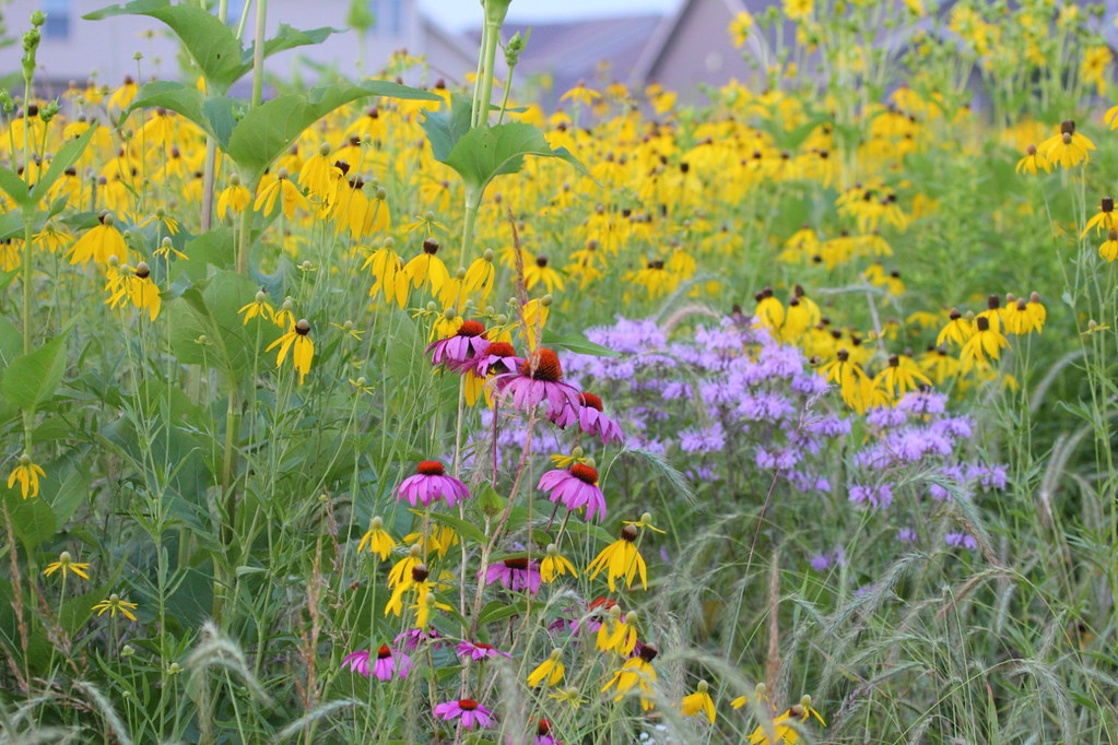 Prairie Flowers At Robert C. Porter Family Park, Champaign… Flickr