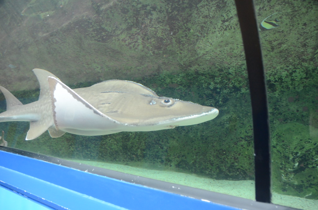 Spotted shovelnose ray in the shark tank at Sydney Aquariu… Flickr