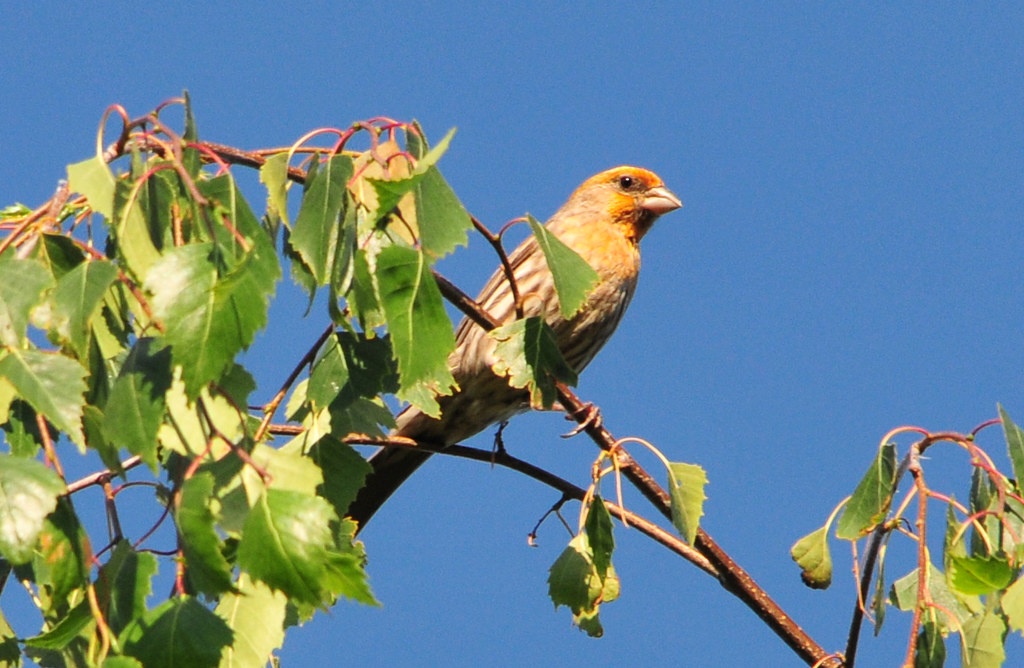 House Finch (Haemorhous mexicanus) male yellow variant Flickr