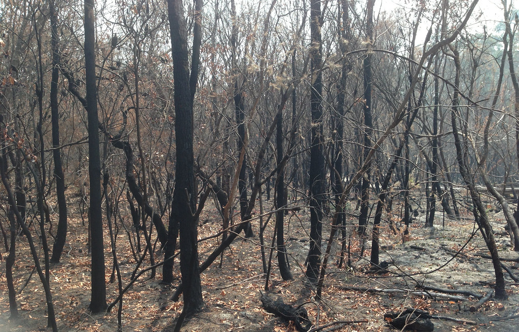 After bushfire at KuRingGai Wildflower Garden Dushan Hanuska Flickr