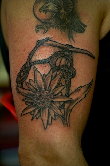 Stella Alpina | Tony Fontana | Flickr 640_x_426_jpg