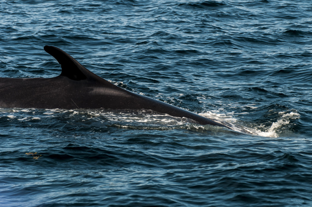 Boothbay Harbor Whale Watch 60 Cap’n Fish’s is the ORIGINA… Flickr